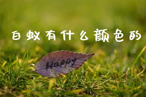 白蚁有什么颜色的_https://m.lcpcjs.com_白银期货保证金_第1张